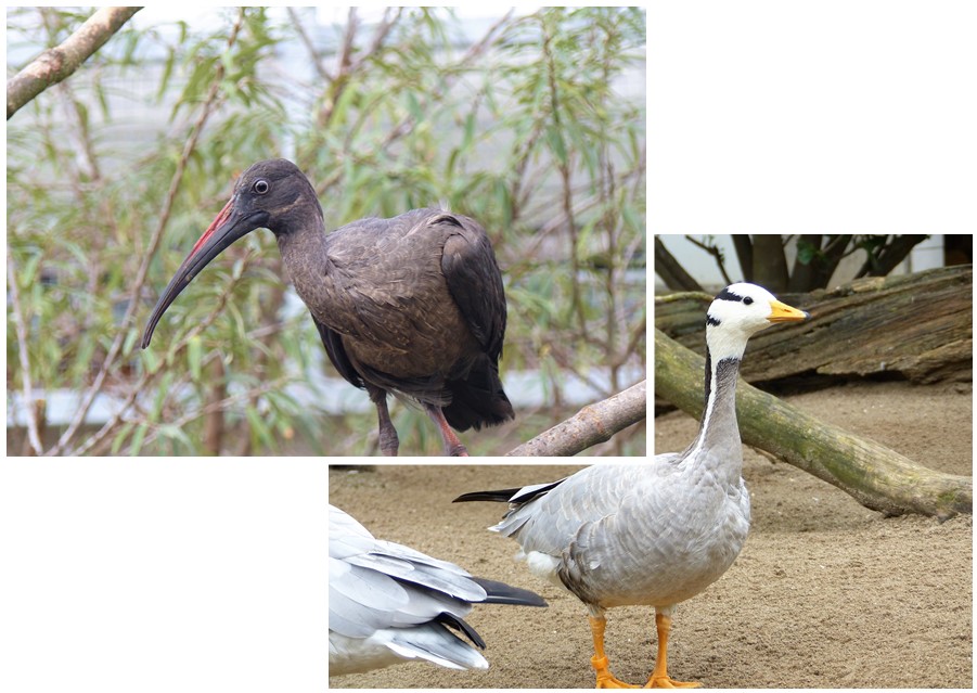 Die Hagedasch-Ibisse (links) sind zusammen mit den asiatischen Streifengnsen fr den Winter in eine Voliere eingezogen. (Fotos: Zoo Neuwied)