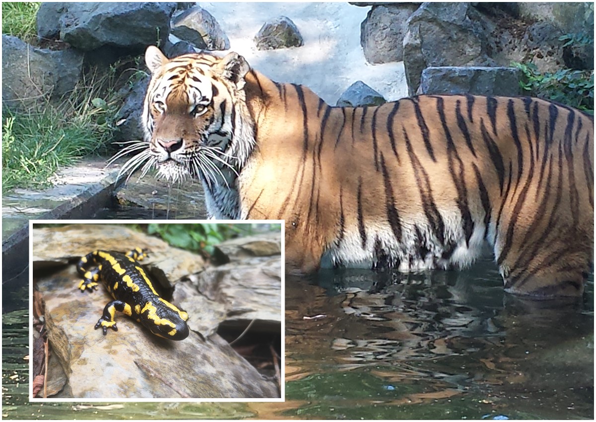 Am 1. Mai warten im Neuwieder Zoo nicht nur Tiger Ivo und die Feuersalamander auf die Besucher. (Fotos: Franziska Waked)