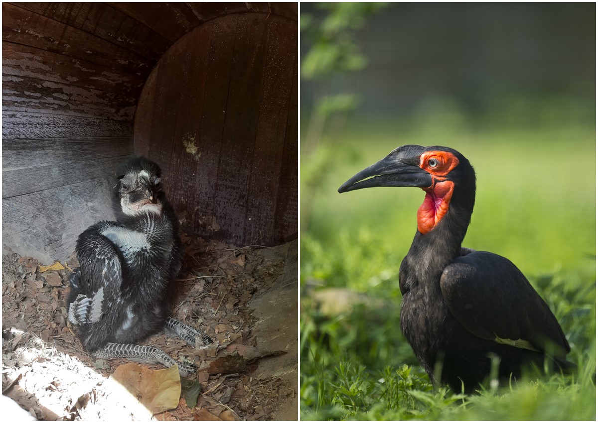 Nachwuchs bei Bonnie und Clyde: Hornrabenkken im Neuwieder Zoo