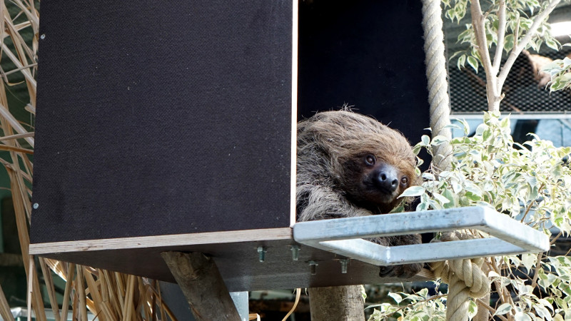 Wer knackt "Lentos Rtsel"? Das Faultier ist gespannt. Foto: Zoo Neuwied