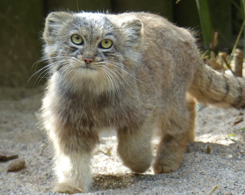 Wieso ist der Manul, eine Kleinkatze aus Asien, eigentlich so bedroht? Beim Zoo-Erlebnistag kann man es erfahren. Foto: Zoo Neuwied