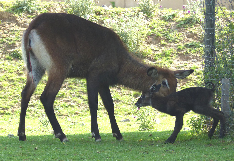 Der Neuwieder Zoo ist stolz auf den Wasserbock-Nachwuchs. Foto: Zoo Neuwied