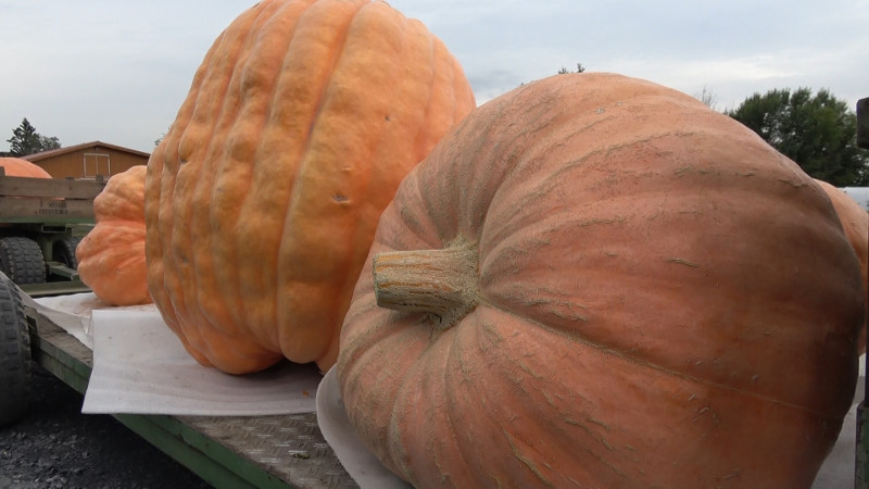 In Neuwied wachsen gigantische Frchte