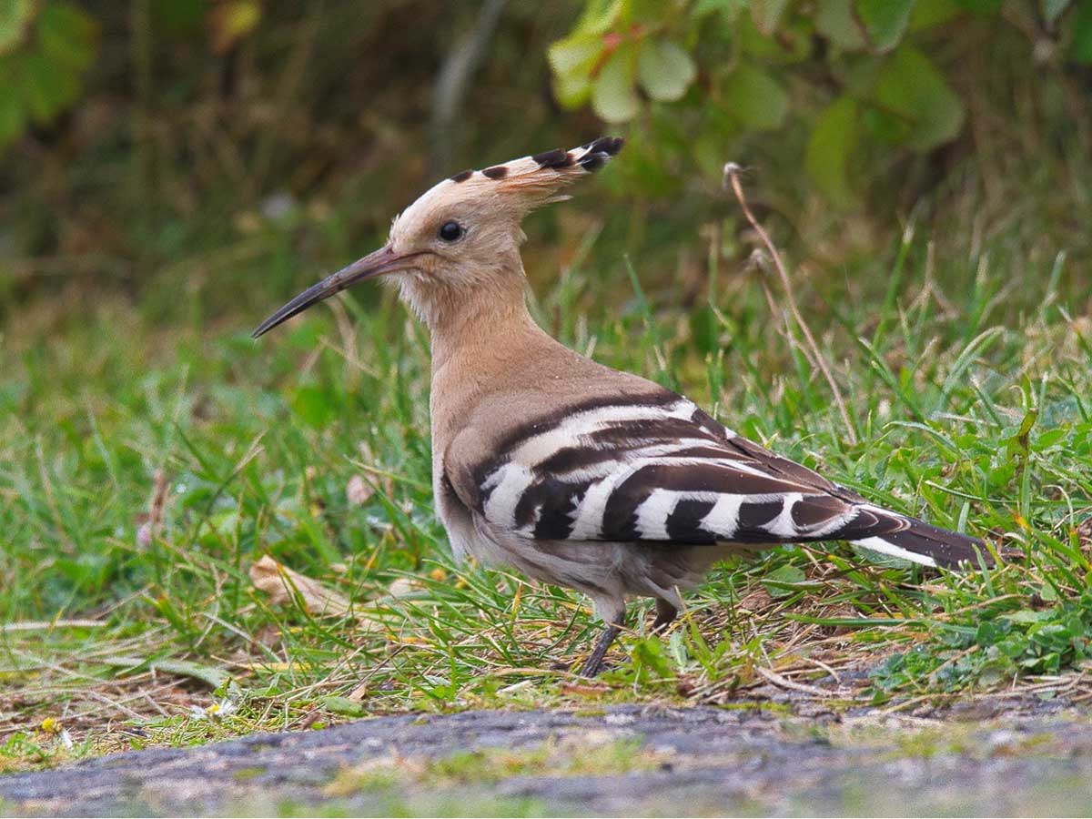 Konzert der Natur - Vogelstimmenwanderung in Herschbach.