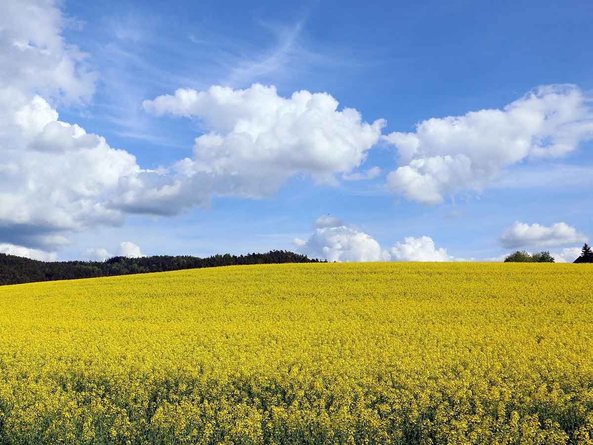 Erntesaison: Ausnahmegenehmigungen vom Sonn- und Feiertagsfahrverbot fr Landwirte und Winzer