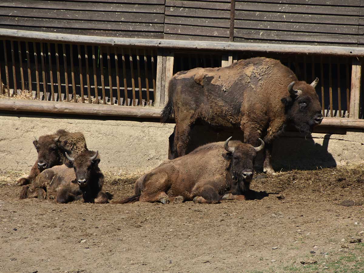 Wisente sind mchtige Tiere, die bis zu 600 kg schwer werden knnen. (Foto: Wildpark Gackenbach)