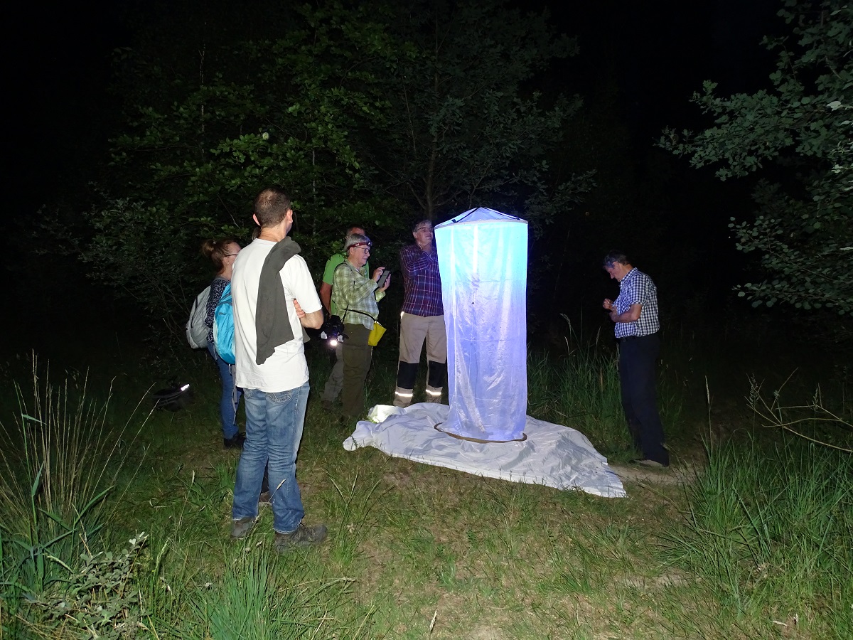 Neue Chance zur Entdeckung von Nachtfaltern im Buchholzer Moor