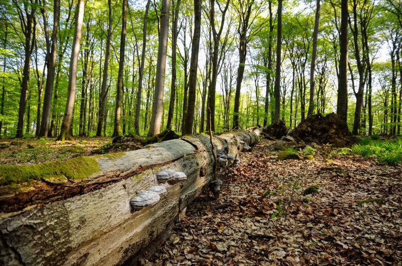 Umweltverband NI ldt zum Wald-Sonntag im Nauberg ein