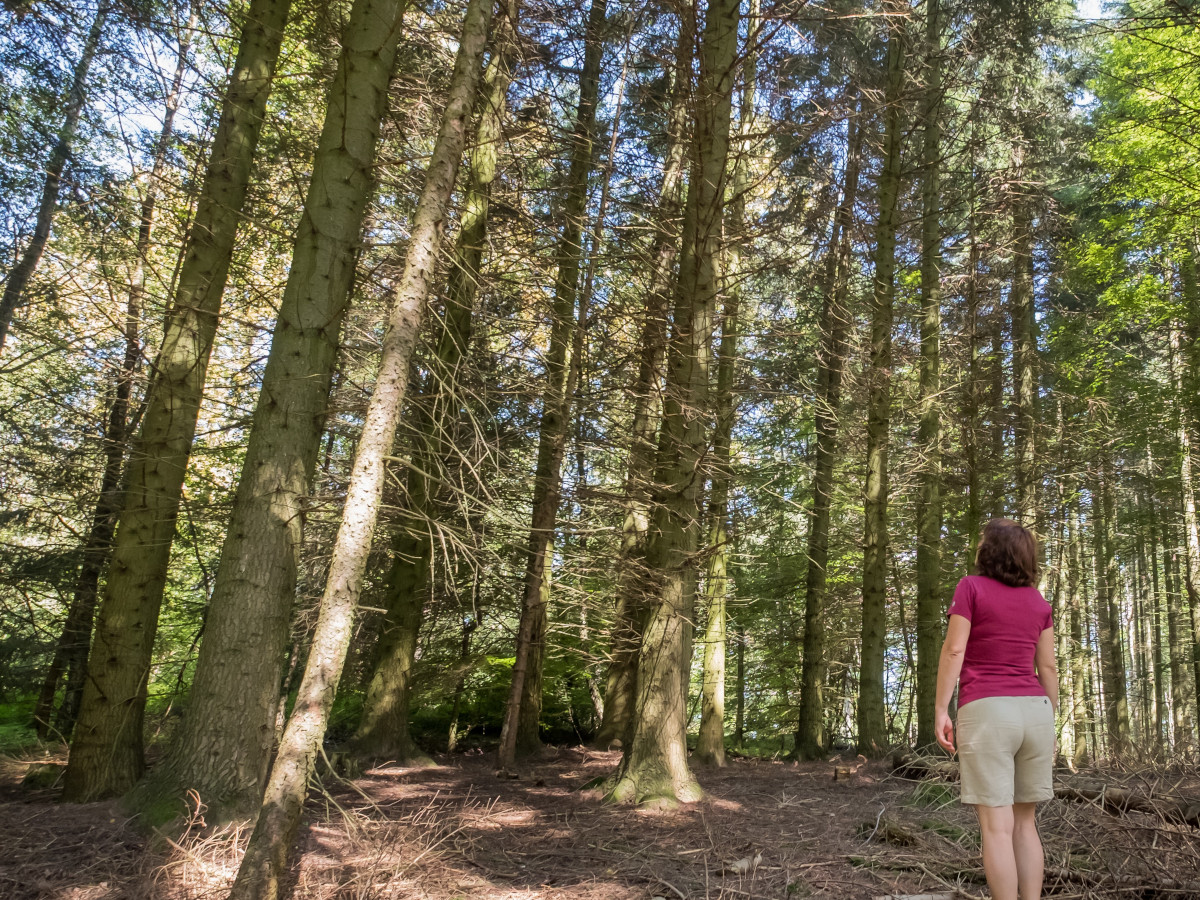 Waldbaden im Wiedtal: Neue Termine und neue Strecke 