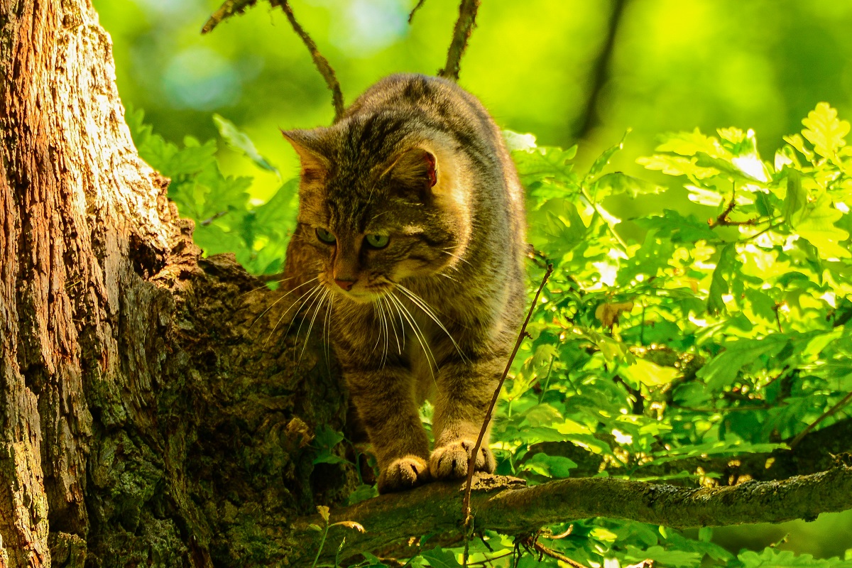 Naturschutzinitiative prsentiert abwechslungsreiches Veranstaltungsprogramm fr den Westerwald