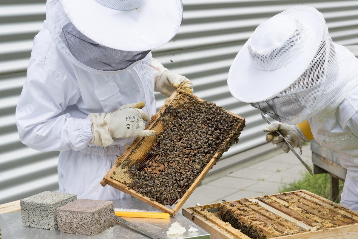 Imkerkurs 2025 in Mudersbach-Birken: Einblicke in die faszinierende Welt der Bienen