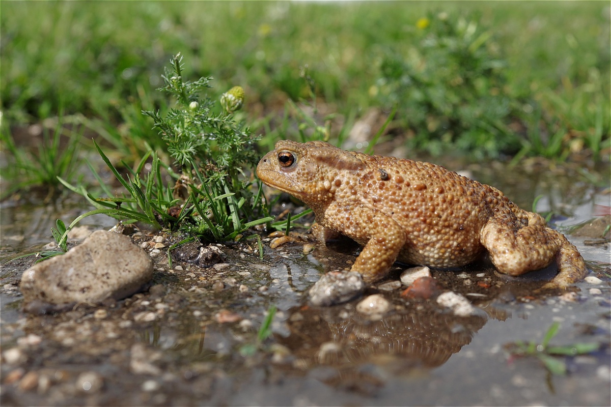 Krtenwanderung im Westerwald: Gefahren fr Verkehrsteilnehmende und Tiere