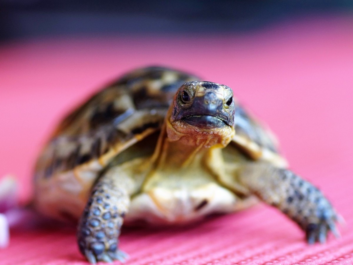 Schildkrte auf der Strae am Erpeler Ley Plateau entdeckt