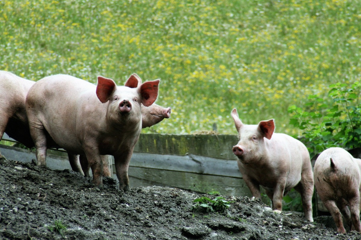 Kreis wappnet sich gegen Afrikanische Schweinepest