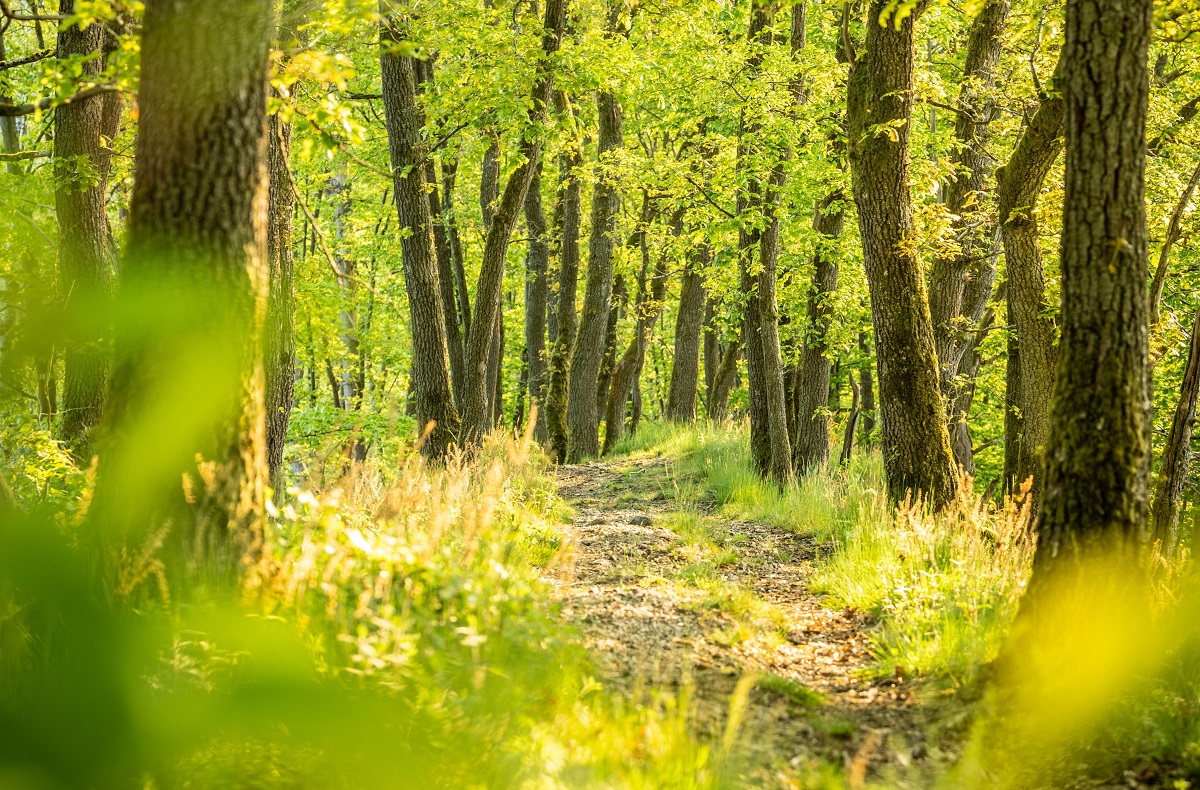 Im Wald gelten Regeln - auch fr den Tourismus