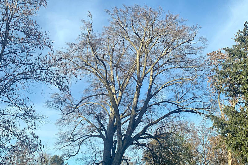 Eine rund 150 Jahre alte Rotbuche im Reitersdorfer Park muss in der kommenden Woche entlastet und voraussichtlich Anfang Januar gefllt werden. Foto: Stadt Bad Honnef