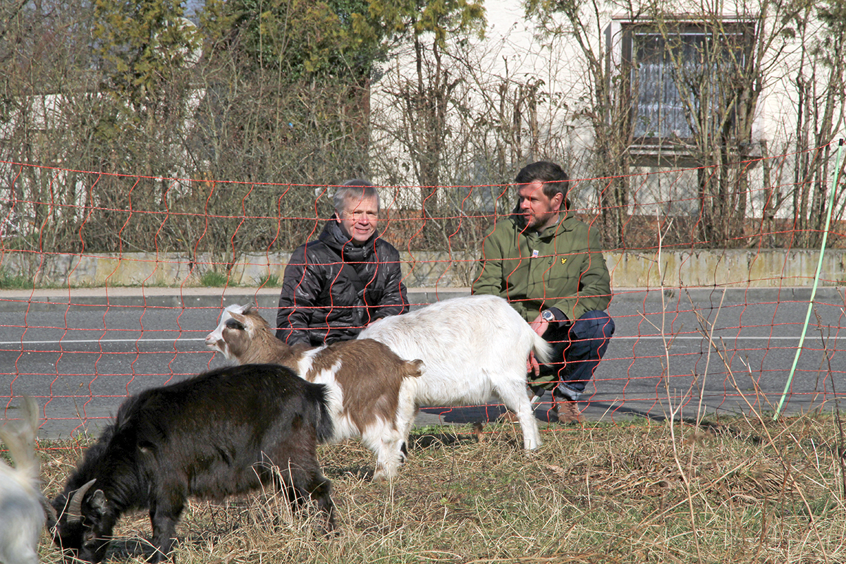 Brgermeister Otto Neuhoff und Philipp Siegel vom Fachdienst Umwelt und Stadtgrn der Stadt Bad Honnef sind von den ersten Erfolgen der nachhaltigen Ziegenmahd auf dem Blhstreifen an der Linzer Strae begeistert. Foto: Stadt Bad Honnef
