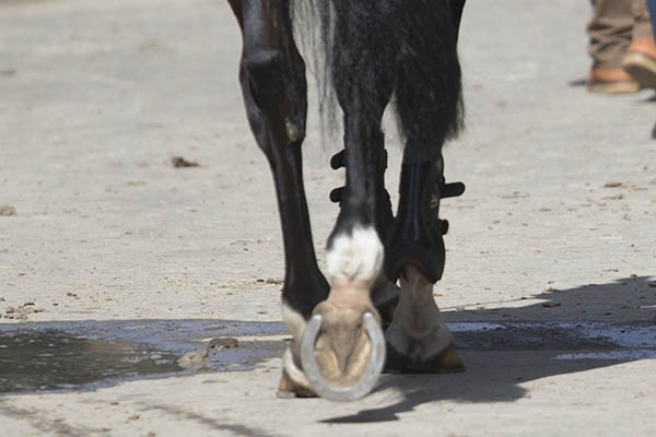 Mann wollte sexuelle Handlungen an Pony vornehmen