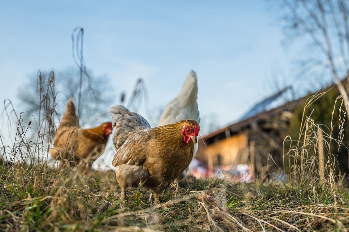 Geflgelpest und Atypische Geflgelpest: LUA zieht Bilanz fr 2023