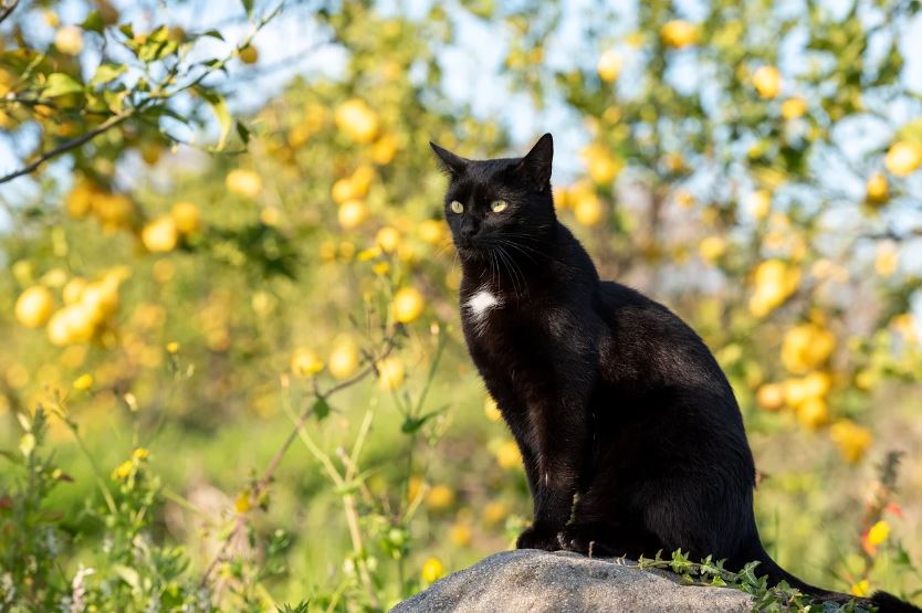 Erfolgreicher Infoabend zum Schutz der Hauskatze