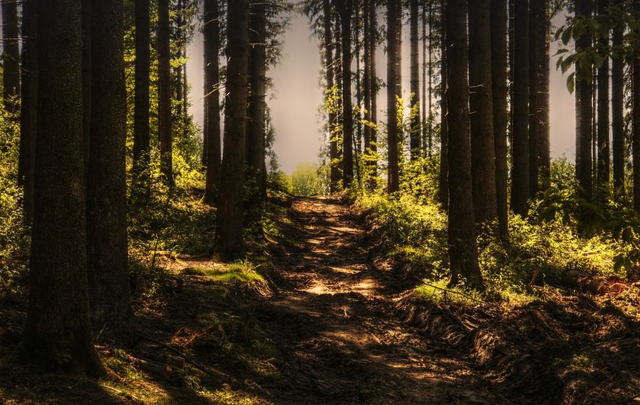 Wald-Wanderung mit Revierfrster Frank Krause bei Anhausen