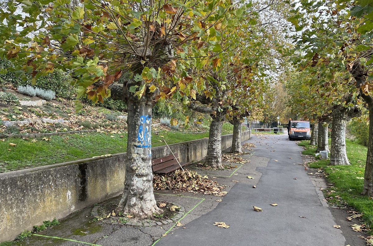 Platanen an der Engerser Rheinpromenade werden saniert