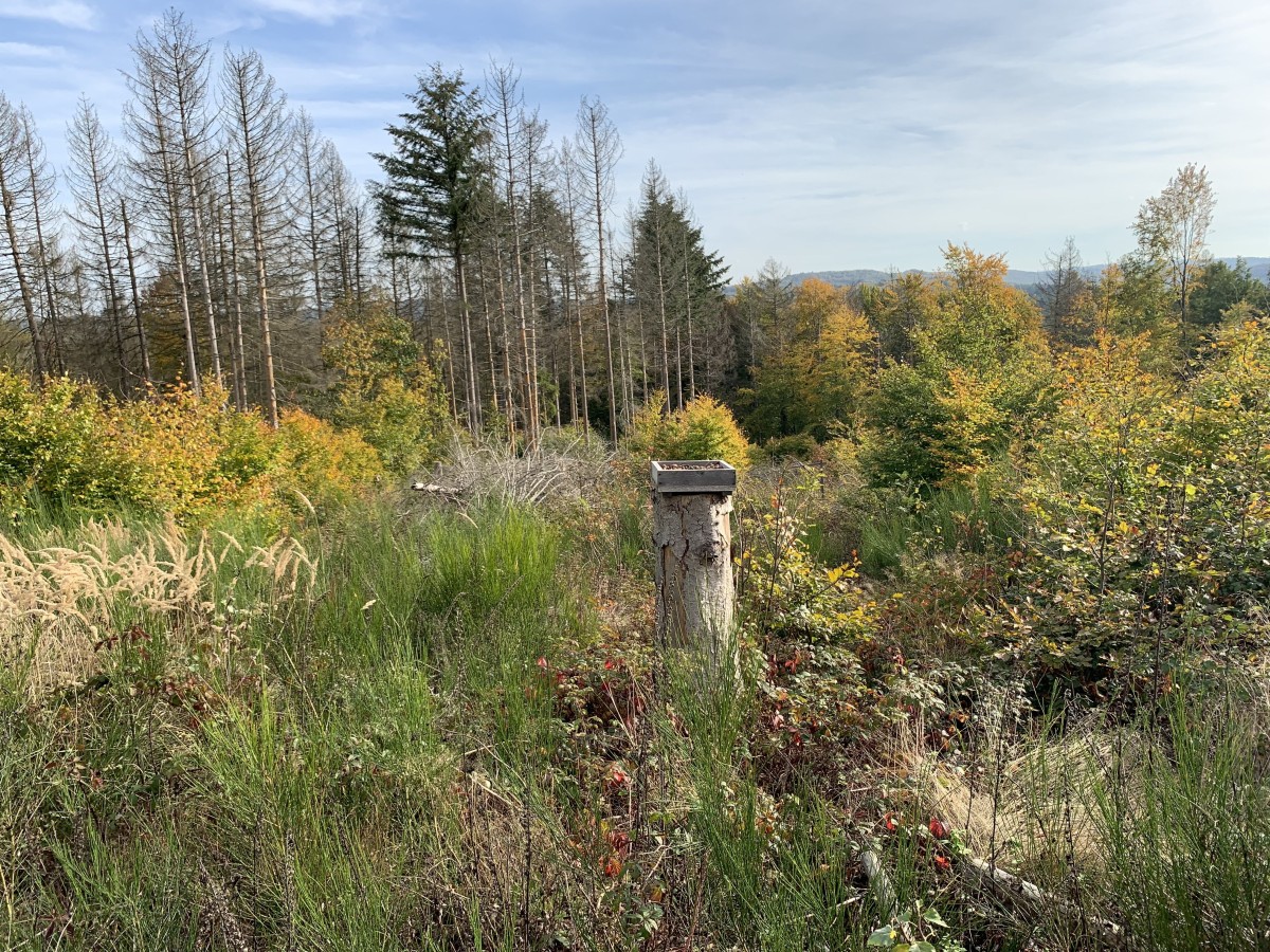 Wald-Exkursionen im Westerwald: Nachhaltigkeit hautnah erleben