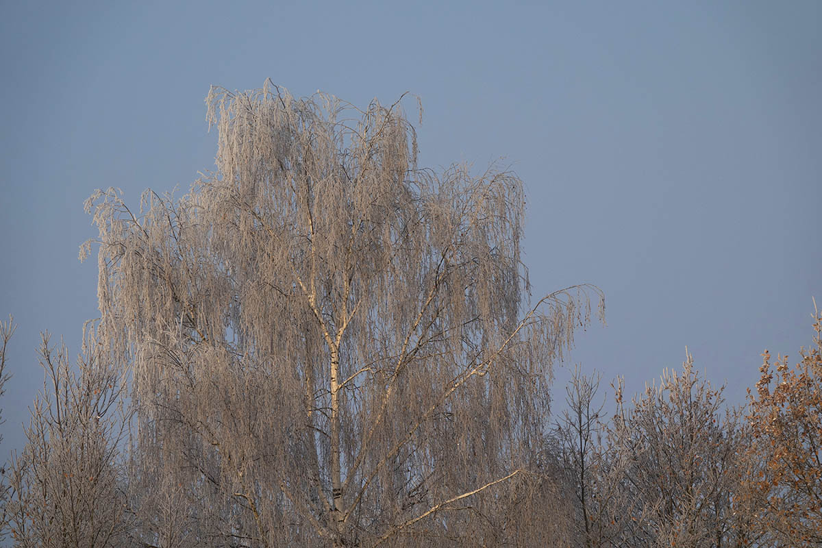 Die Natur trgt morgens Raureif. Foto: Wolfgang Tischler