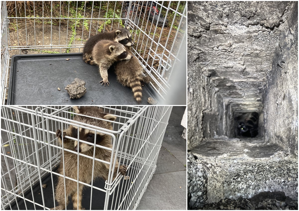 Eine Waschbr-Mama und drei Jungtiere wurden aus misslicher Lage in einem Kaminschacht befreit. (Fotos: Feuerwehr VG Rengsdorf-Waldbreitbach) 