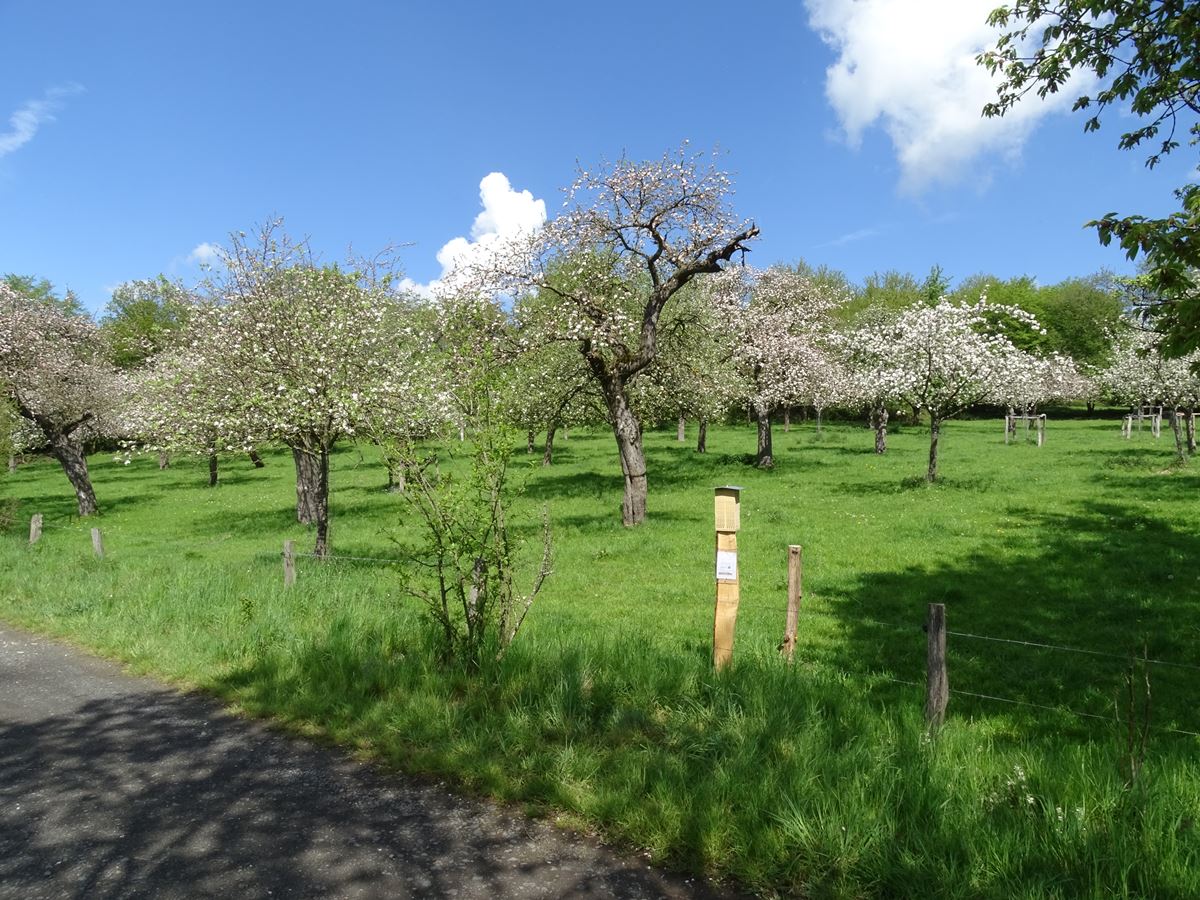 Auf den Streuobstwiesen gibt es Vieles zu entdecken (Foto: Veranstalter)