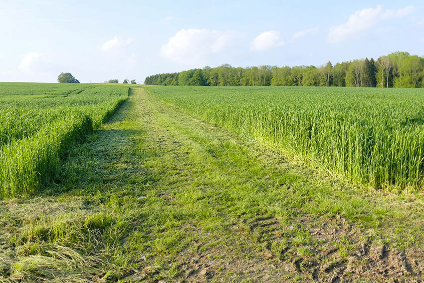 NI kritisiert rabiate Saumpflege im FFH-Gebiet bei Herschbach 