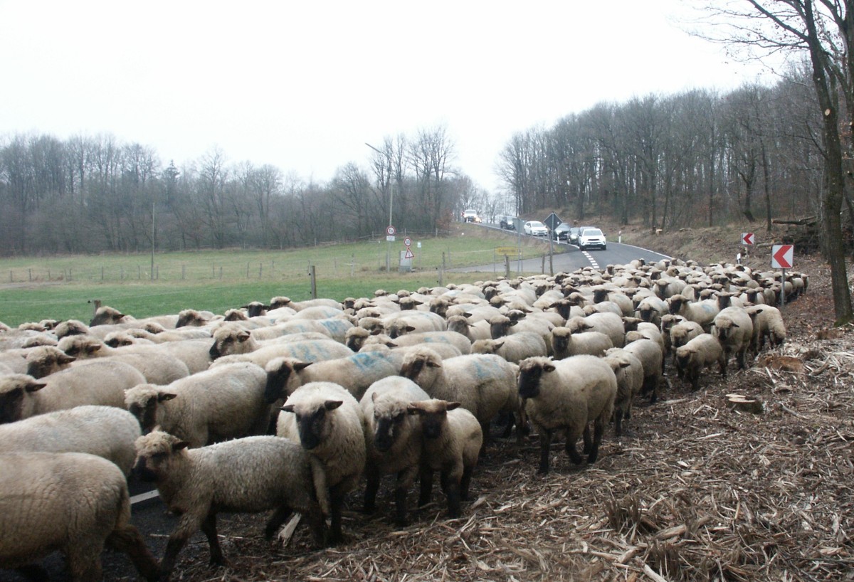 Schafherde wandert durchs Wisserland