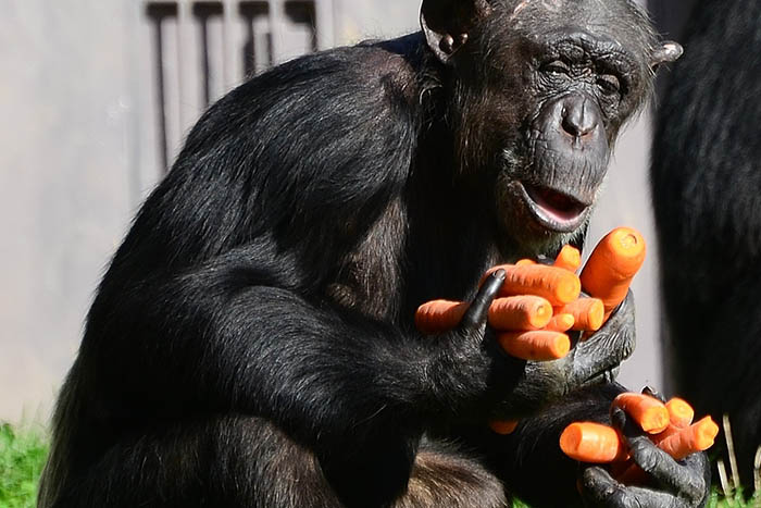 Geschenke fr die Liebste. Foto: Zoo