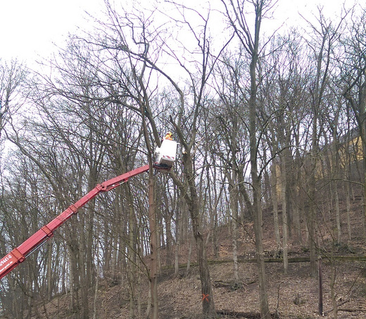 Am Samstag, den 24. November, werden ab 7 Uhr Baumpflegearbeiten am Schlossberg in Montabaur durchgefhrt. (Foto: Verbandsgemeindeverwaltung Montabaur)