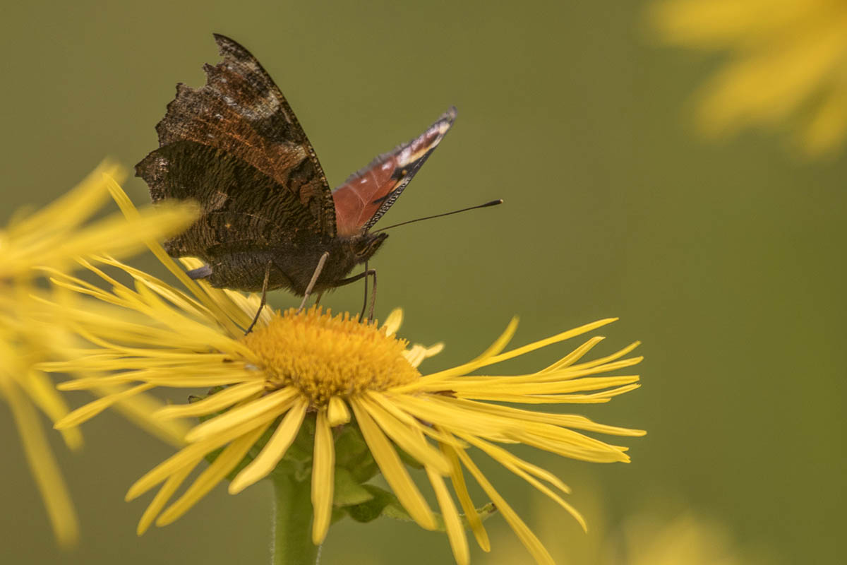 Westerwaldwetter: Was bringt der "Altweibersommer"?