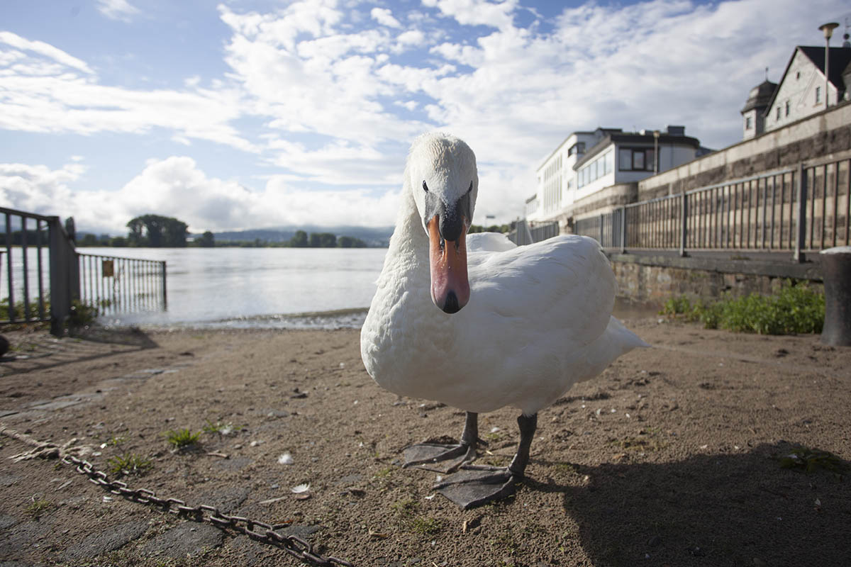 Tiere fttern ist aus gutem Grund in Neuwied untersagt. Foto: Wolfgang Tischler