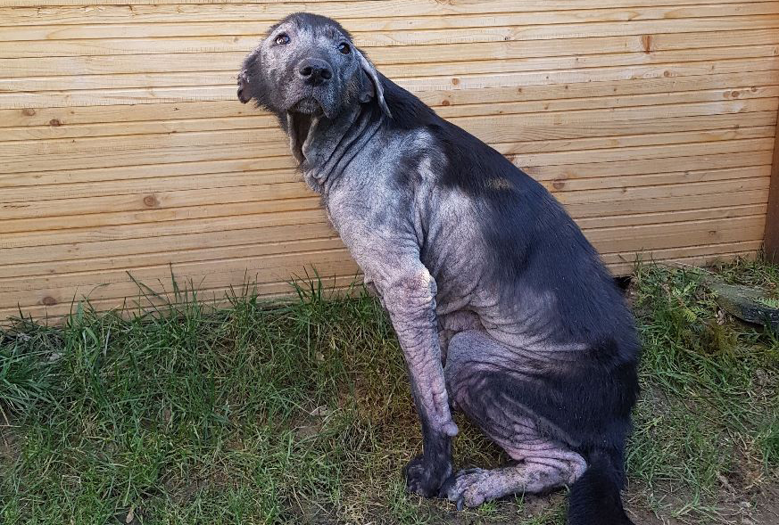 Der verwahrloste Hund war ein dramatischer Fall, um sich die Tierschtzer kmmerten. (Foto: Tierschutz Siebengebirge)