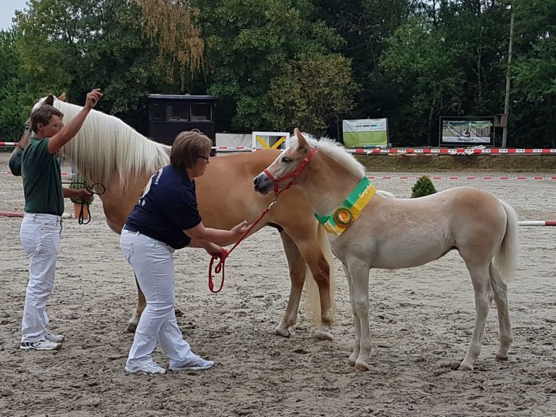 Siegerfohlen Pony Haflingerfohlen von Franz-Josef Koch aus Asbach. Fotos: privat