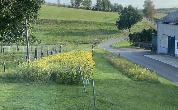 Die Sonnenblumen wurden zum Selberschneiden angeboten, mit der Bitte um einen Obolus. (Foto: privat) 