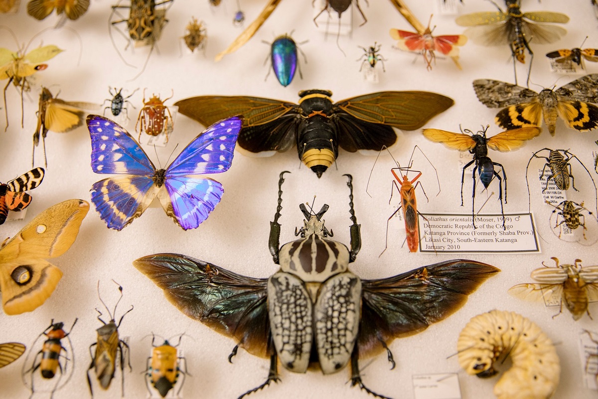 Spinnen- und Insektenausstellung in Bad Marienberg: 2000 Exponate aus aller Welt