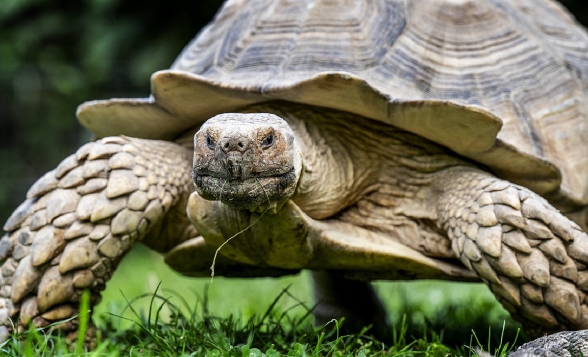 Herbstvorbereitungen bei den Schildkrten Carmen und Robert im Zoo Neuwied