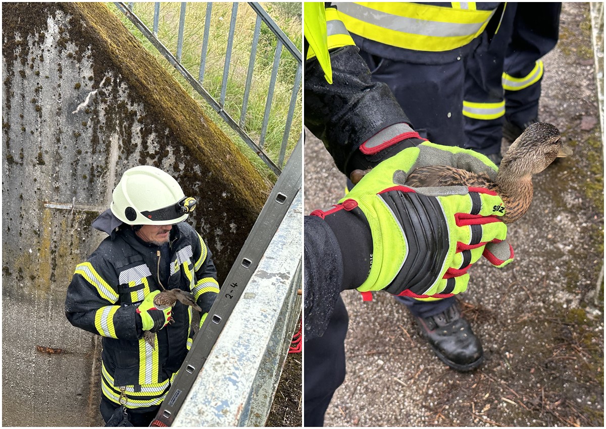 Die Entchen landeten wieder sicher im Wiesensee. (Fotos: Feuerwehr Stahlhofen am Wiesensee)