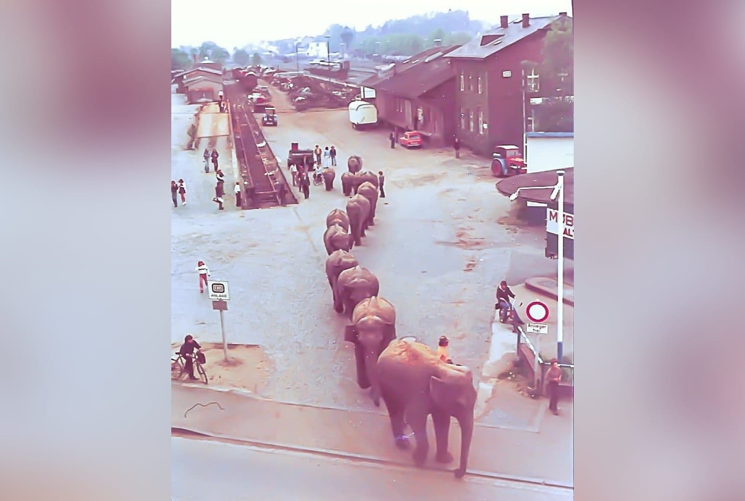 1974 in Altenkirchen: Zirkuselefanten von der Gterabfertigung auf dem Weg zum Weyerdamm. (Foto: Manfred Schmitt)