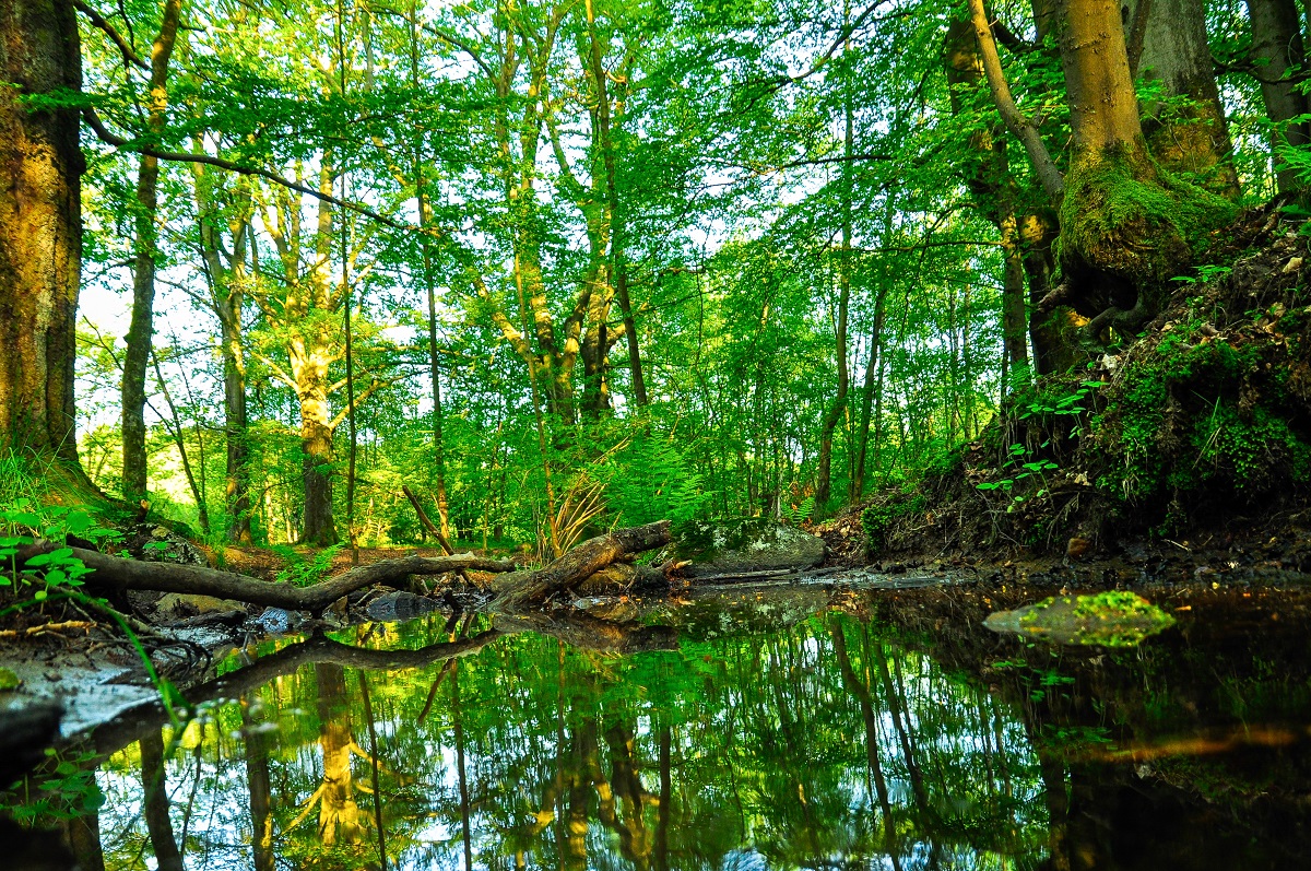 "Mssen die Natur auf dem Stegskopf vor den Grnen schtzen"