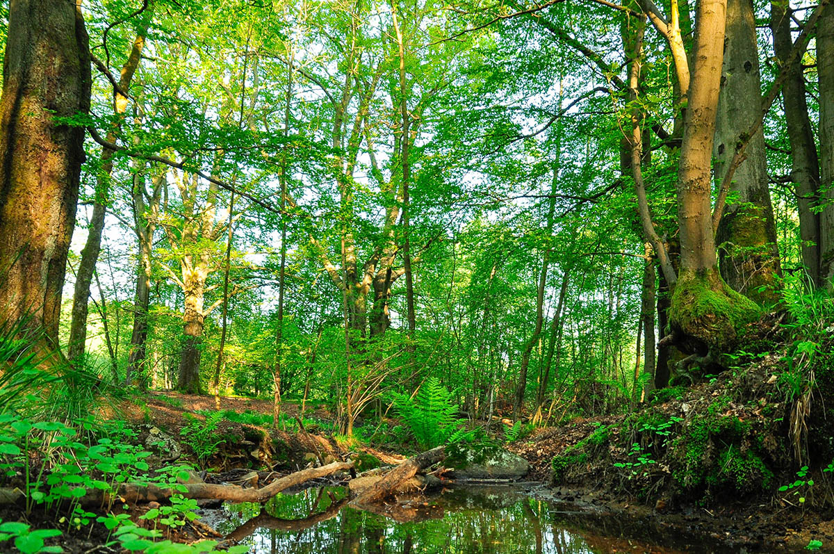 Naturschutzinitiative ldt zur Exkursion in Waldwildnis des Nationalen Naturerbes Stegskopf ein