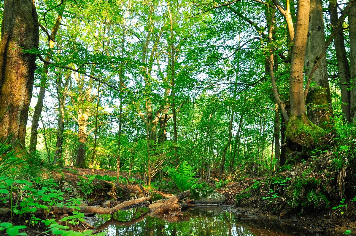 Wildnis im Nationalen Naturerbe Stegskopf. (Foto: Harry Neumann)