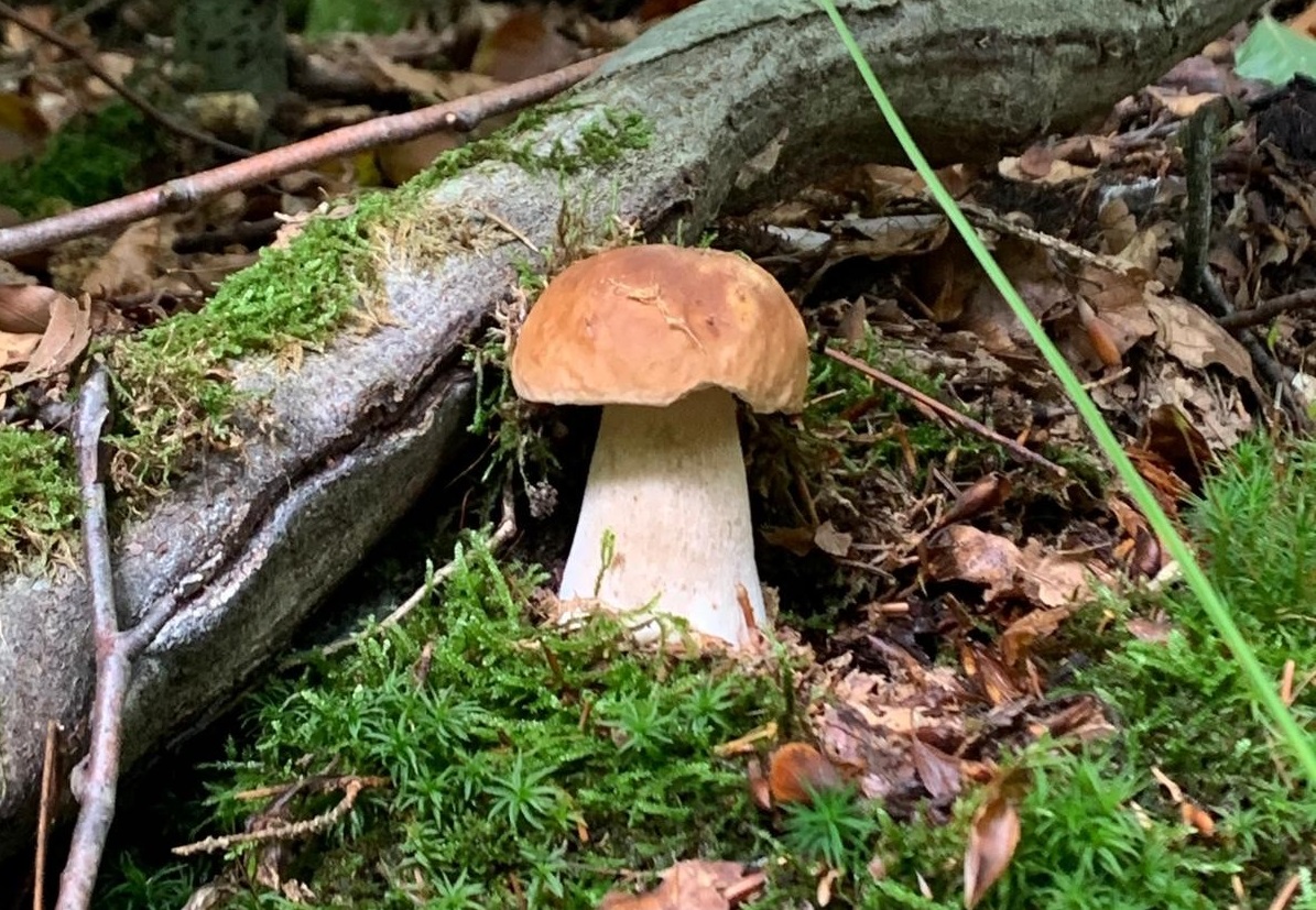 Ein Steinpilz (Foto: Naturpark Rhein-Westerwald)