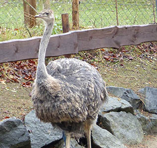 Foto: Zoo Neuwied