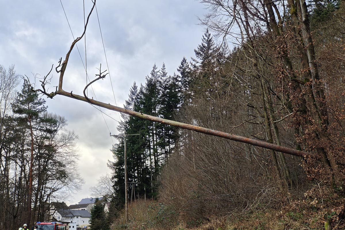 Der Baum verfing sich in der Stromleitung (Fotos: kk)