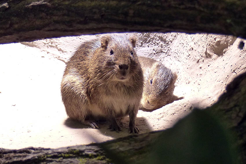 Sumpfmeerschweinchen. Fotos: Zoo Neuwied